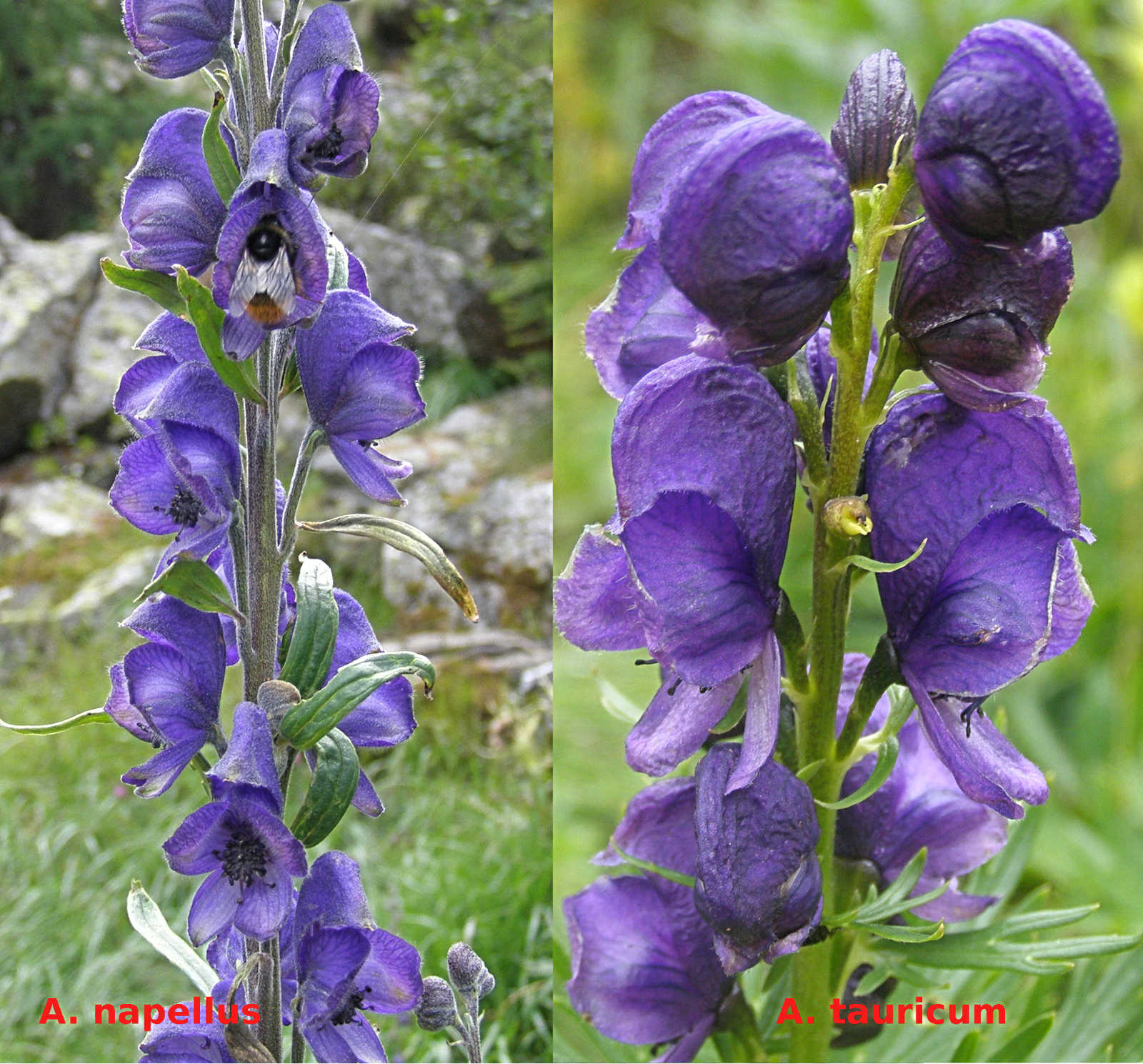 Aconitum napellus?  Aconitum sp. (A. napellus o  A. tauricum )